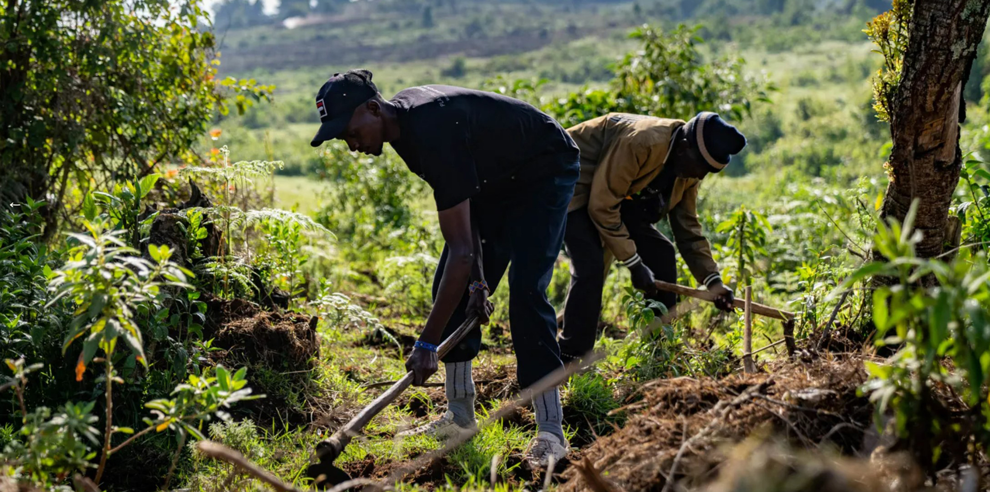 We Plant a Tree for Every EMEIA Online Order