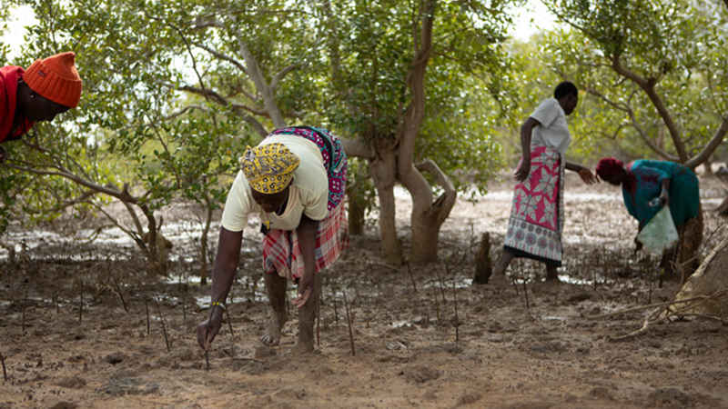 We Plant a Tree for Every EMEIA Online Order